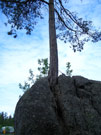 Дерево